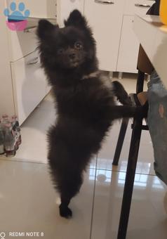 Pomeranian Boo 13 Aylık Oğlumuza Eş Arıyoruz