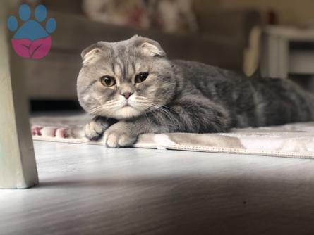 Scottish Fold Yakışıkı Oğlumuza Eş Arıyoruz