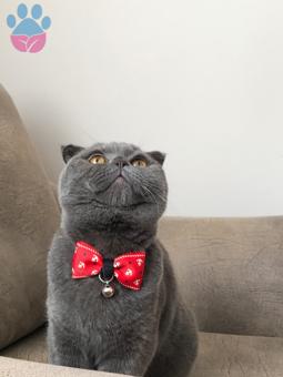 Oğlumuz Badem’e eş arıyoruz❣️