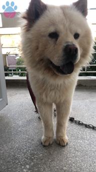 2 yaşındaki Çin aslanı (chow chow) oğlumuza eş arıyoruz