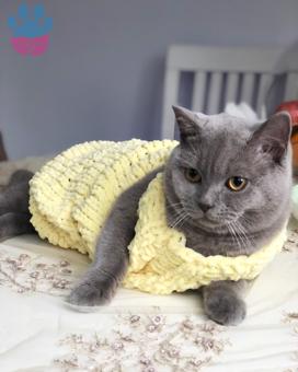 British Shorthair Cinsi Pars Beye Eş Arıyoruz