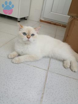 British Shorthair Red Point 10 Aylık Kedime Eş Aranıyor