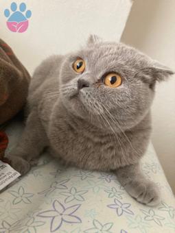 1.5 Yaşında Scottish Fold Dişi Kedim İçin Eş Arıyorum