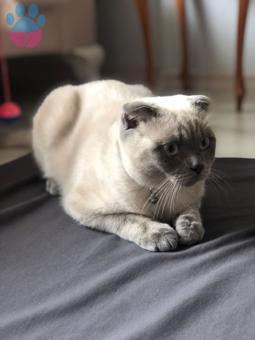 Scottish Fold Blue Point Eş Arıyoruz