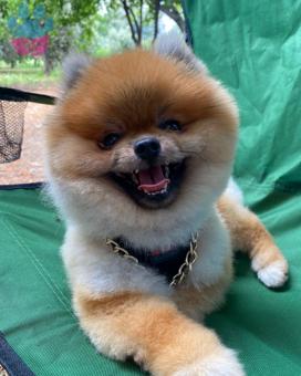 Pomeranian Boo 2,5 Yaşında Köpeğime Eş Arıyorum