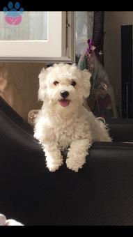 Maltese Terrier Oğlumuza Eş Arıyoruz