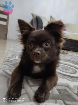 Chihuahua 2 Yaşındaki Köpeğime Eş Arıyorum