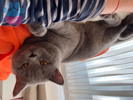 British Shorthair Kedime Eş Arıyorum