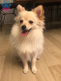 Pomeranian Boo Oğluma Eş Arıyorum