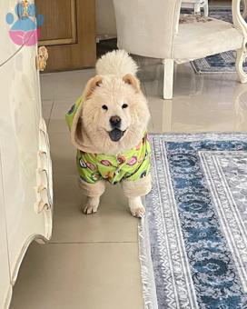 Chow Chow 1 Yaşında Köpeğime Eş Arıyorum
