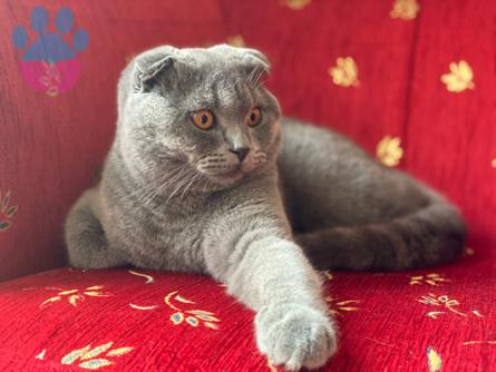 Scottish Fold 9 Aylık Kızgınlıkta Eş Arıyor