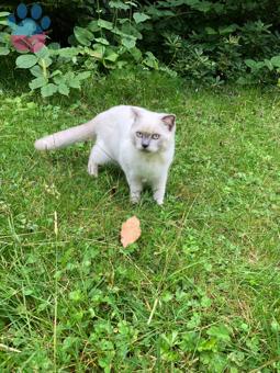 Scottish Fold 8 Aylık Kedime Eş Arıyorum