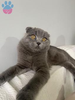 Scottish Fold Şecereli 8 Aylık Kızgınlıkta