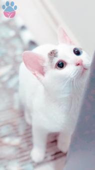 Çok Yakışıklı Van Kedisi Oğluma Gelin Arıyoruz