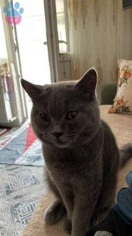 British Shorthair 1 Yaşında Kızgınlıkta Eş Arıyor