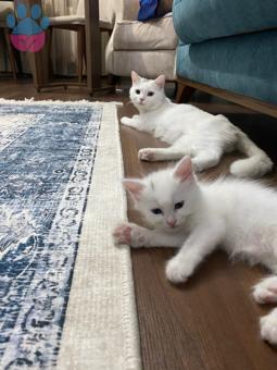 British Shorthair Pamuk Kızımıza Acil Eş Arıyoruz