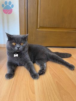 British Shorthair Oğluma Eş Arıyorum