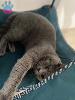 British Shorthair 1 Yaşındaki Kedime Eş Arıyorum