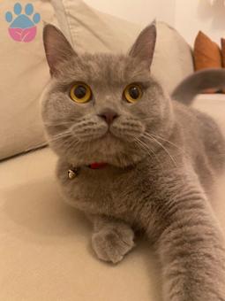 British Shorthair 11 Aylık Kızımıza Eş Arıyorum