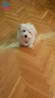 Maltese Terrier Yakışıklı Oğlumuza Eş Arıyoruz