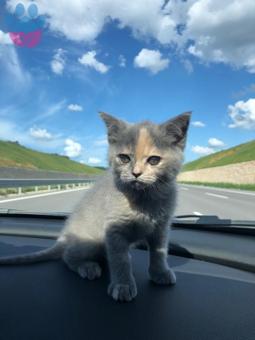 British Shorthair Kedimize Eş Arıyoruz 1 Yaşında