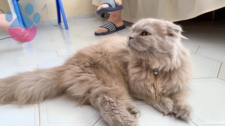 Scottish Fold Lilac Kızımıza Eş Arıyoruz