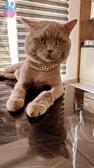 British Shorthair Oglum’a Gelin Aday Arıyorum