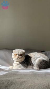 Scottish Fold Safkan Oğluma Eş Arıyoruz