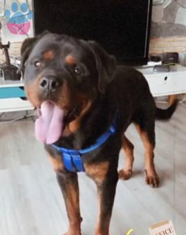 Erkek Macar Rottweiler Köpeğime Eş Arıyorum