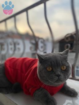 British Shorthair Oğlumuza Eş Arıyoruz