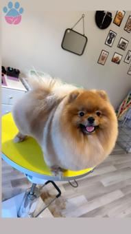 Pomeranian Boo 1 Yaşında Oğluma Eş Arıyorum