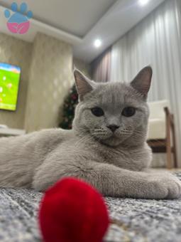 British Shorthair Kedim 8 Aylık Eş Arıyor