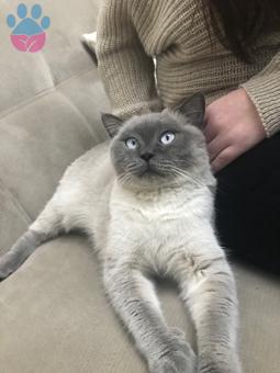 British Shorthair Oğluma Dişi Eş Arıyorum