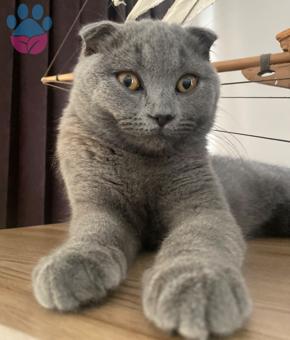 Scottish Fold Gece&#8217;ye Eş Arıyoruz