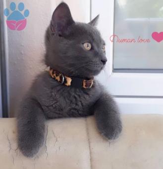 British Shorthair Cinsi Dumana Eş Arıyoruz