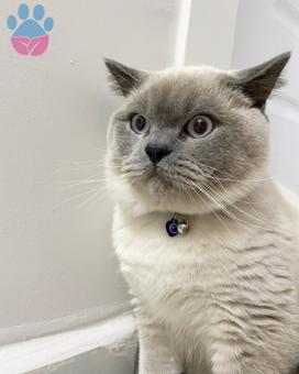 British Shorthair Bluepoint Oğluma Eş Arıyorum