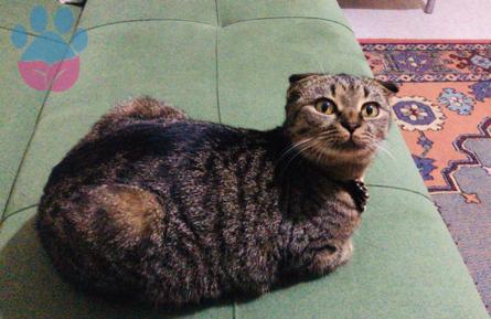 1 Yaşında Scottish Fold Kızıma Eş Arıyorum