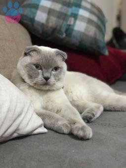 Scottish Fold Laki&#8217;ye Eş Arıyoruz