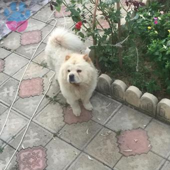 Chow Chow 2 Yaşındaki Oğluma Eş Arıyorum