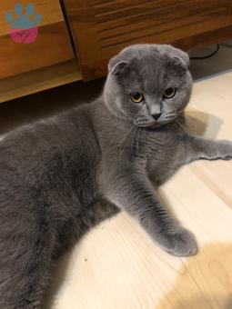 Scottish Fold Oğlumuza Eş Arıyoruz