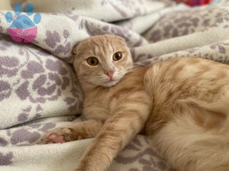 Scottish Fold Erkek Kedime Eş Arıyorum