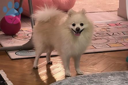 Pomeranian Boo Oğluma Eş Arıyorum