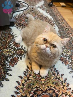 Exotic Shorthair Oğlumuza Eş Arıyoruz