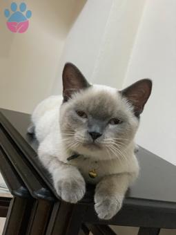 British Shorthair Kedime Acil Dişi Eş Arıyorum