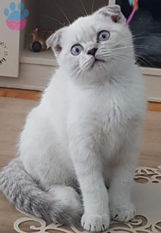 Scottish Fold Blue Point Erkek Kedimize Eş Arıyoruz