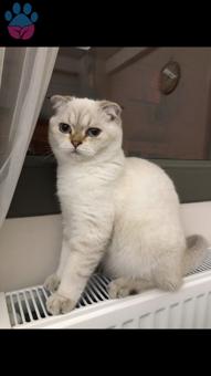 Scottish Fold Kızımıza Eş Arıyoruz 11 Aylık