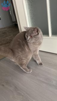 British Shorthair 11 Aylık Oğluma Eş Arıyorum