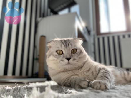 11 Aylık Scottish Fold Oğlumuza Eş Arıyoruz