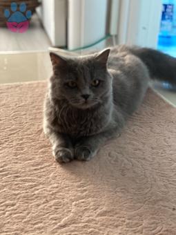 British Shorthair Kızım Mia&#8217;ya Damat Arıyoruz