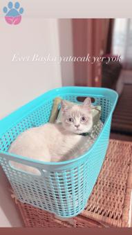 British Shorthair 11 Aylık Aşıları Tam